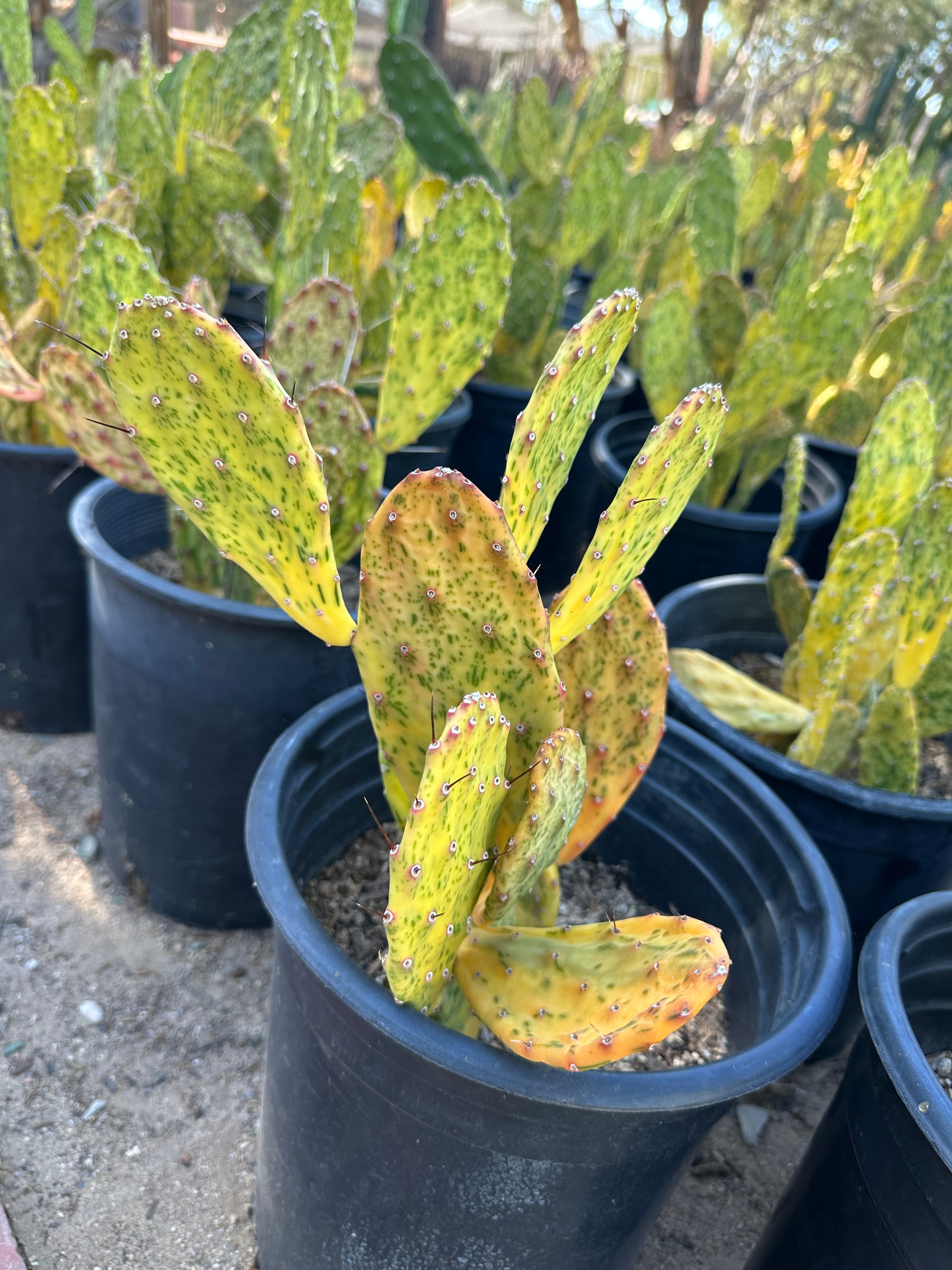 Opuntia Sunburst