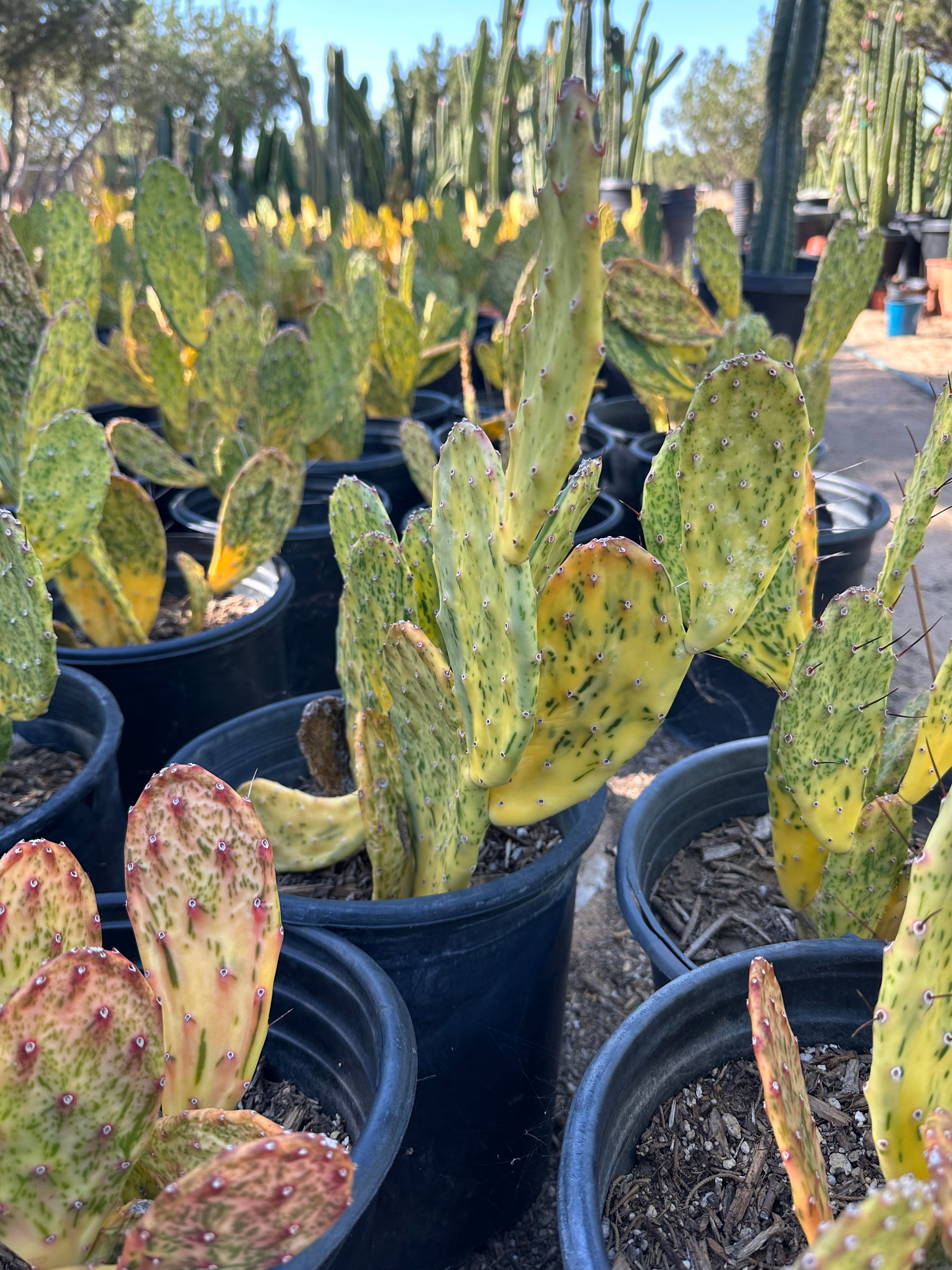 Opuntia Sunburst