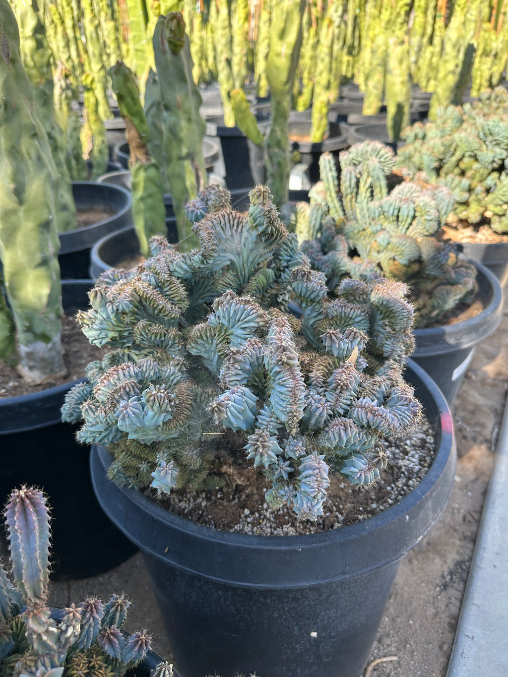 Dinosaur Back Cactus