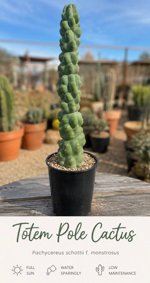 Totem Pole Cactus