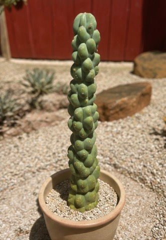 Totem Pole Cactus