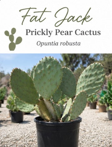 Fat Jack Cactus/ Prickly Pear Cactus (Opuntia Robusta)
