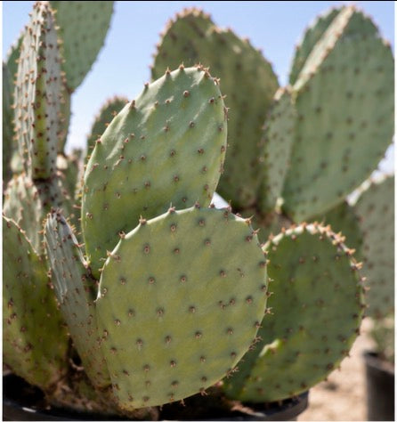 Fat Jack Cactus/ Prickly Pear Cactus (Opuntia Robusta)