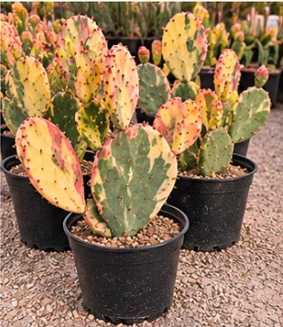 Opuntia Sunburst