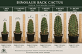 Dinosaur Back Cactus