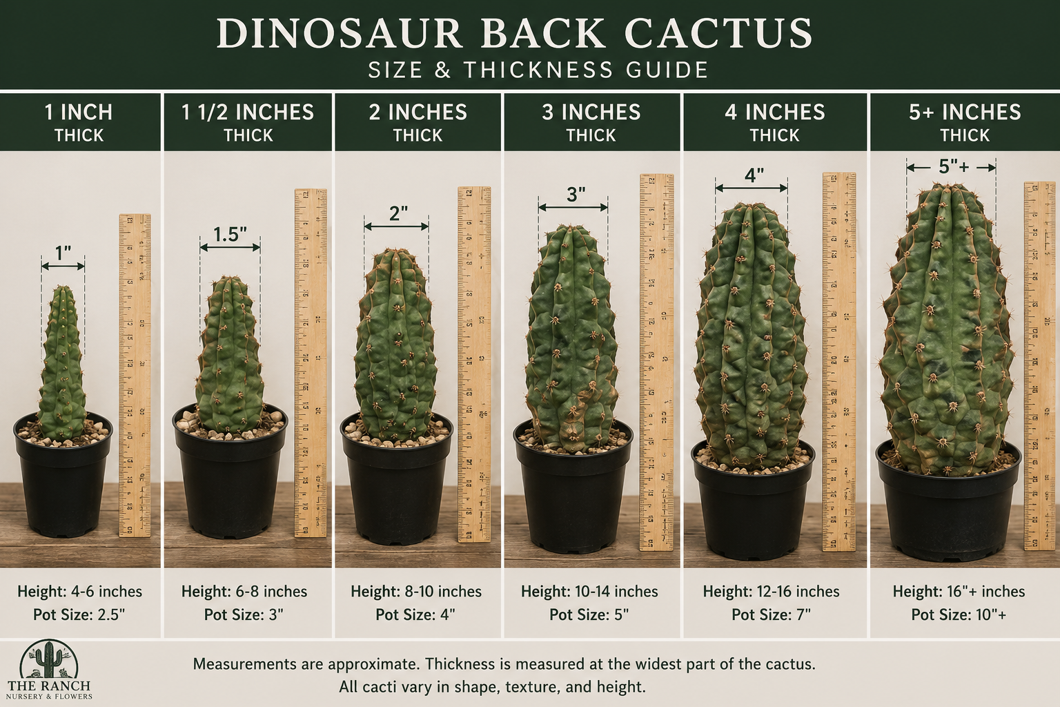 Dinosaur Back Cactus