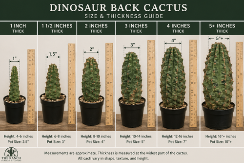 Dinosaur Back Cactus