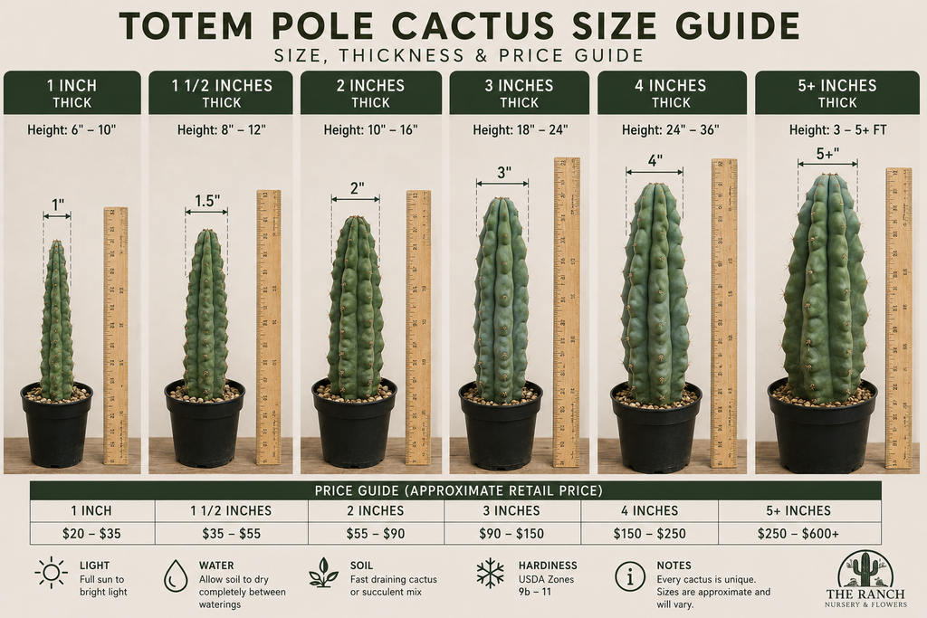 Totem Pole Cactus