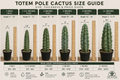 Totem Pole Cactus