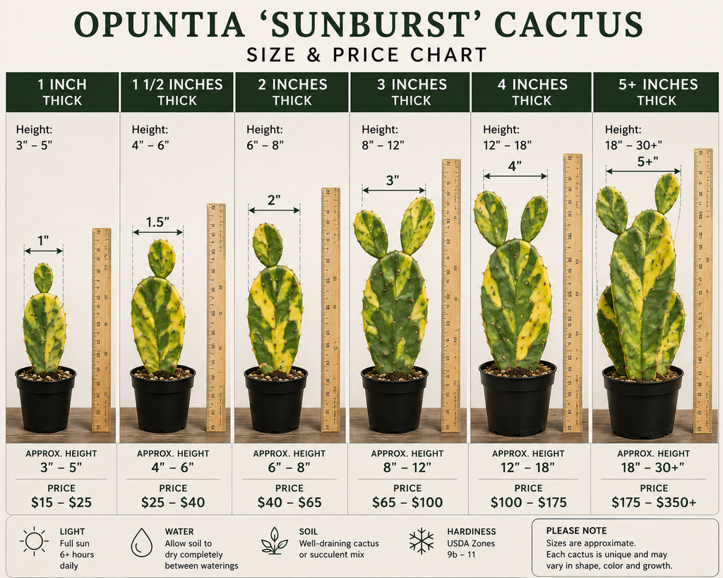 Opuntia Sunburst