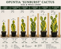 Opuntia Sunburst