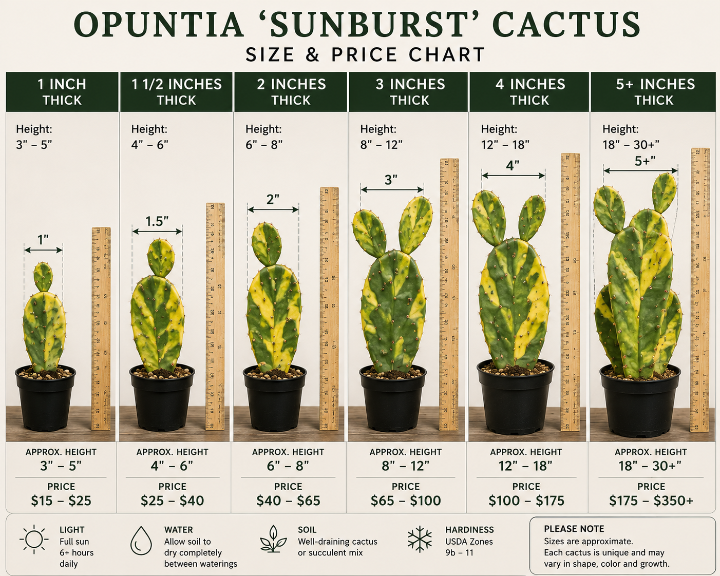 Opuntia Sunburst