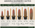 Arizona Rainbow Cactus (Echinocereus rigidissimus)