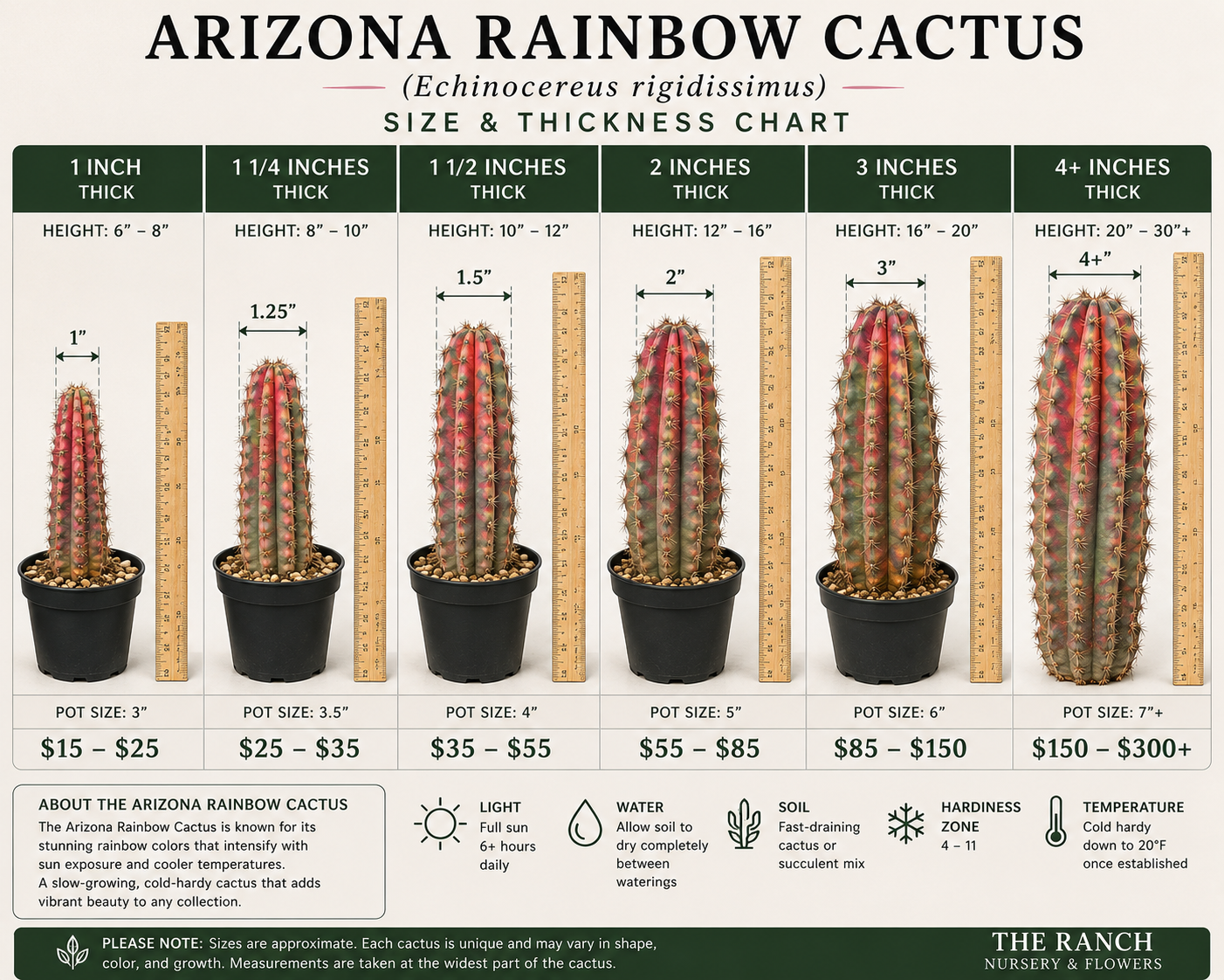 Arizona Rainbow Cactus (Echinocereus rigidissimus)