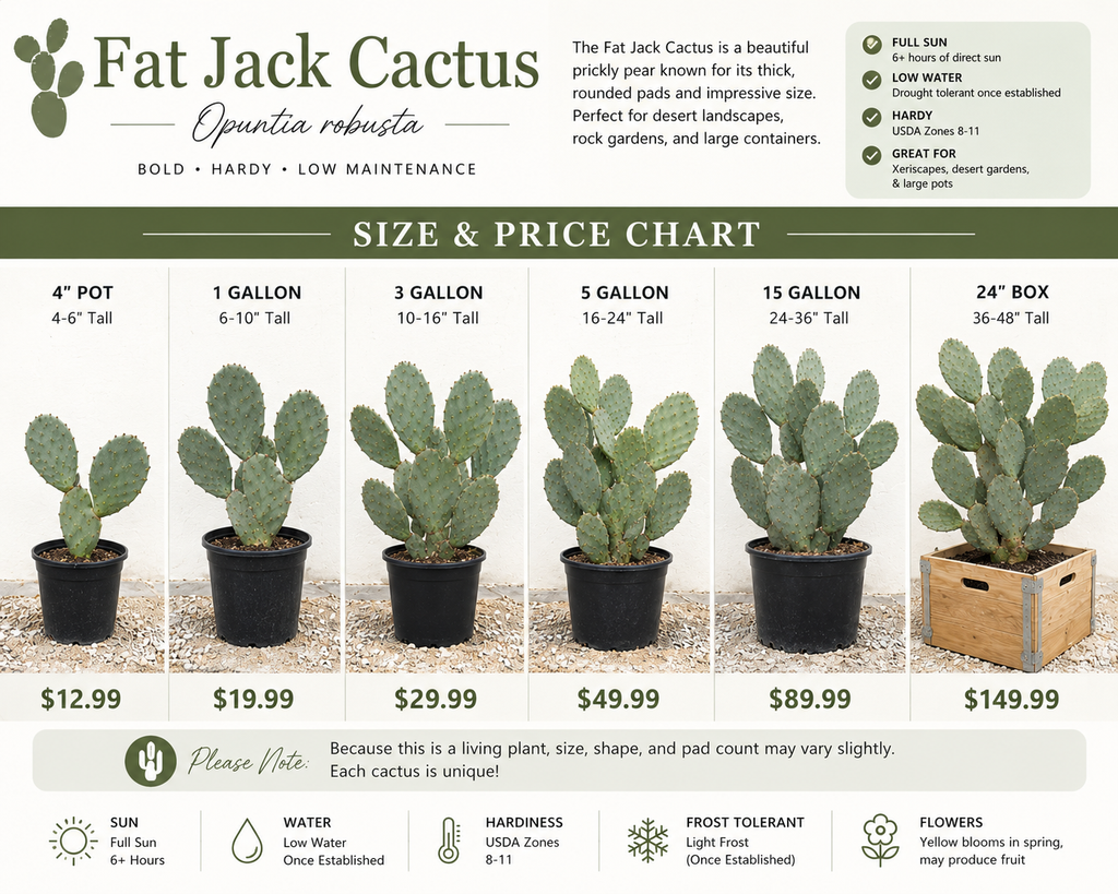 Fat Jack Cactus/ Prickly Pear Cactus (Opuntia Robusta)
