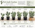 Fat Jack Cactus/ Prickly Pear Cactus (Opuntia Robusta)