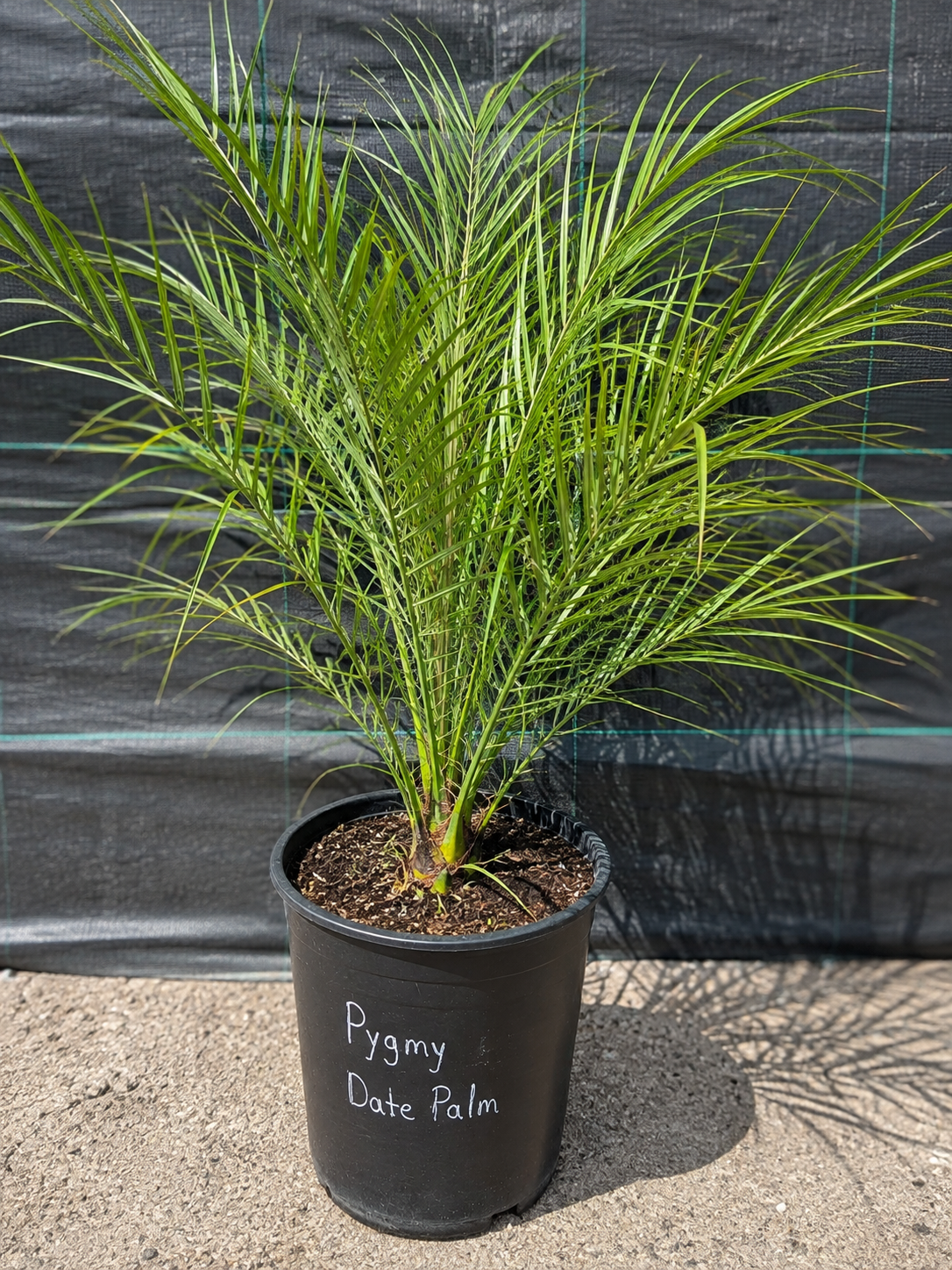 Pygmy Date Palm